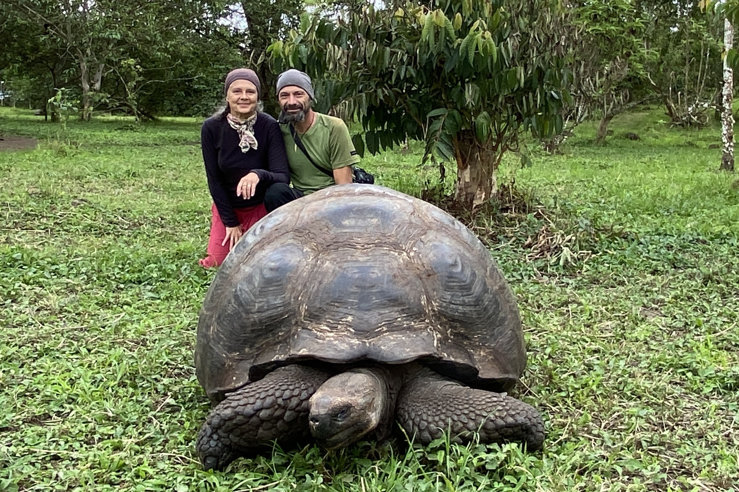 Tortue géante aux Galápagos